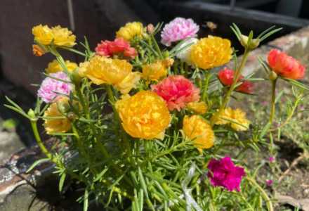 重瓣太阳花种植方法