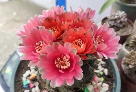 绯花玉施肥用什么