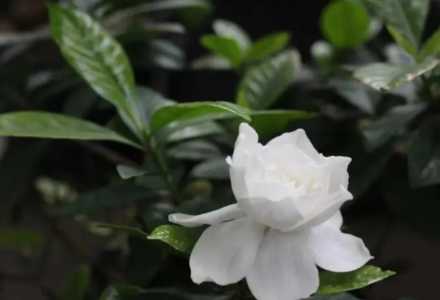 栀子花和月季是喜酸植物吗