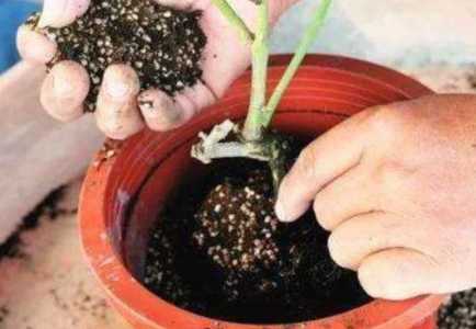 花盆换土用什么土好