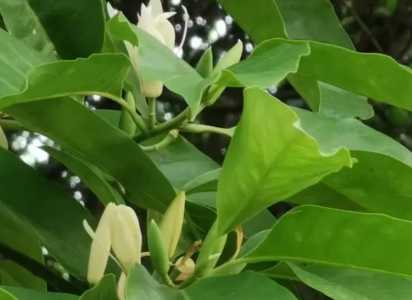 白兰花换盆时是要埋低