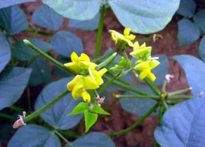 绿豆开花时打什么叶面肥