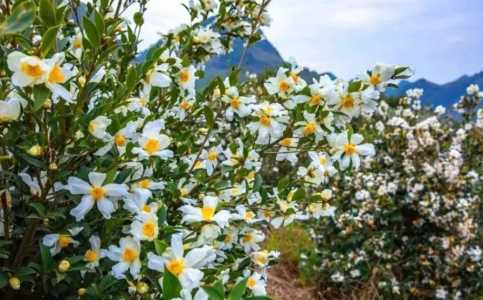 油茶开花结果月份