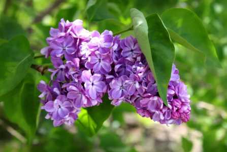 丁香花是死人花吗