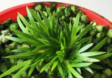 日本兰花姬菖蒲怎么养