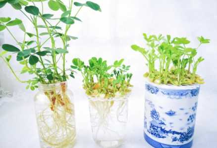 水培花生催芽技巧