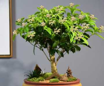 桂花盆栽好养活吗