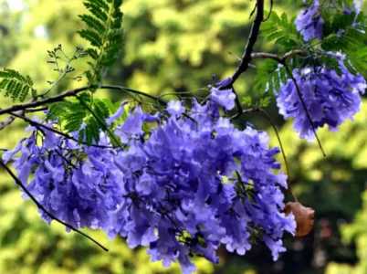 蓝花楹在北方可以种植吗