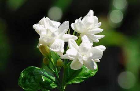 茉莉花怎么插枝能活
