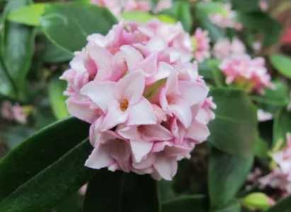 瑞香怎么养才能开花