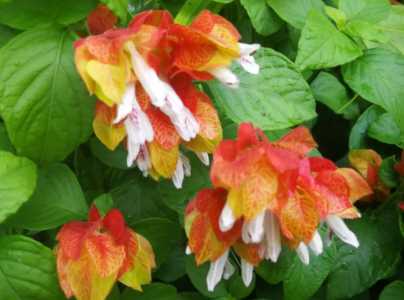 虾衣花怎么养护方法
