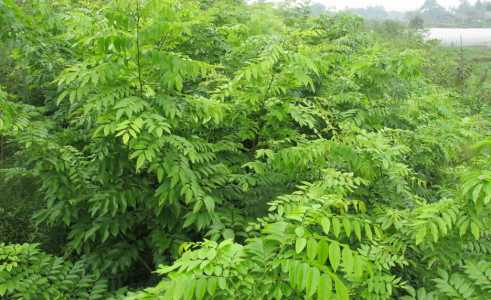 黄花梨树苗什么季节种植容易成活