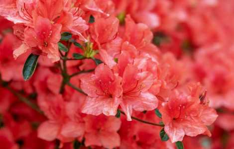 杜鹃花什么时候浇水