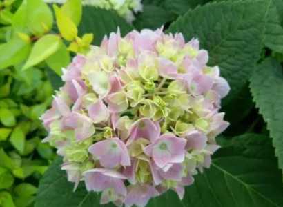 八仙花什么时候开花