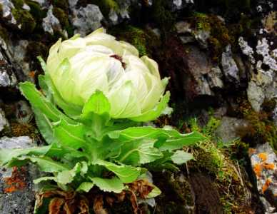 天山雪莲花可以种植吗
