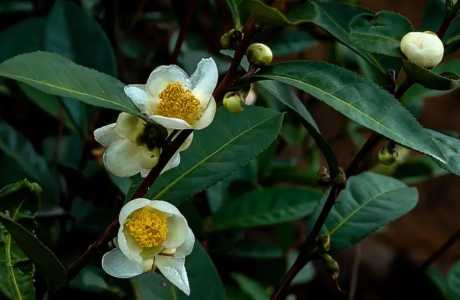 茶叶花又叫什么花