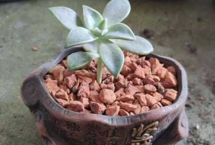 红砖敲碎掺花土养花可以吗