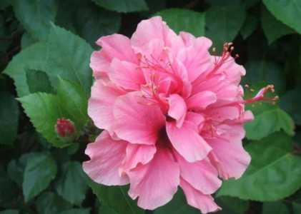 木槿花也叫死人花吗