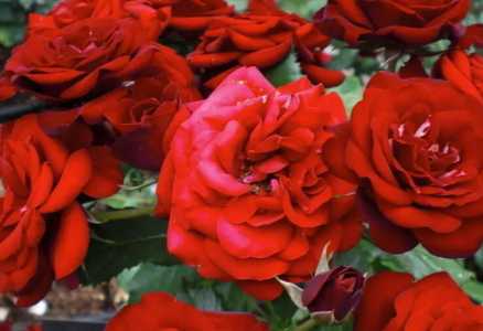 盆栽玫瑰花冬天怕冻吗