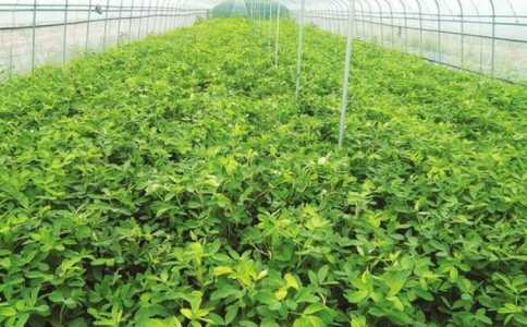 大棚花生种植时间和方法