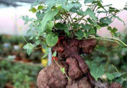 何首乌花盆的种植方法