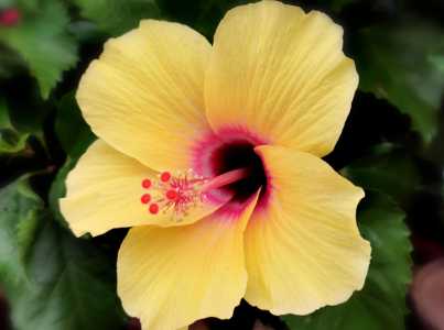 朱槿花夏天怎样浇水