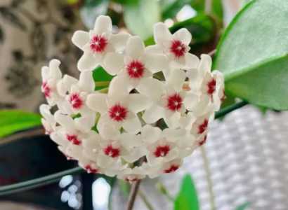 水培球兰会开花吗