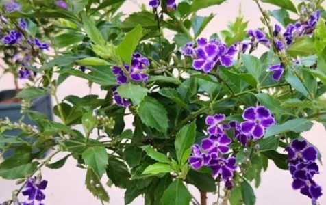蕾丝金露抽花穗需要施肥吗