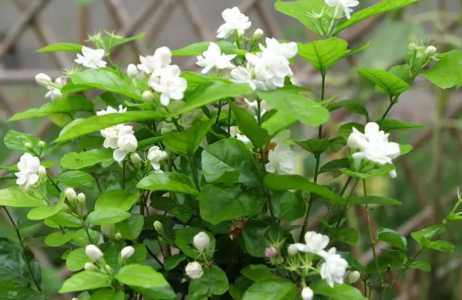 茉莉花喜什么土壤