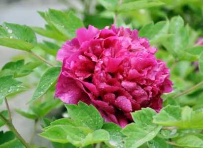 牡丹花生长在什么季节