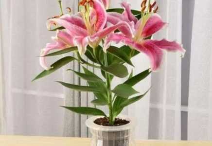 水培百合花的养殖方法和注意事项