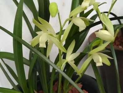 建兰什么时候开花一年开几次