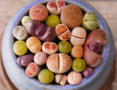 生石花栽种后什么时候浇水