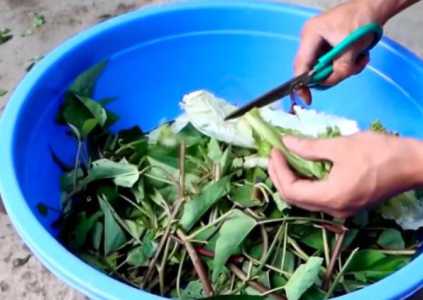 剪下来的树叶可以当肥料吗