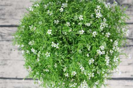 满天星鲜花怎么保存