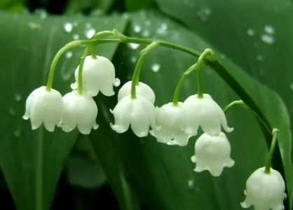 铃兰开花后会死吗