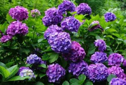 绣球花6月份栽得活吗