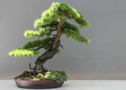 松树一年4季的生长过程