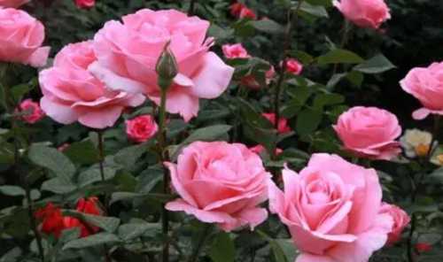 月季花能嫁接吗怎样嫁接