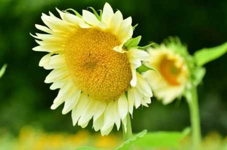 向日葵花开的季节和月份