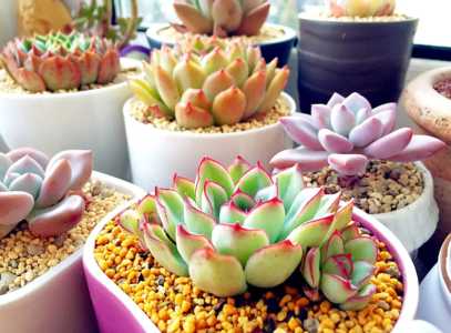 袖珍花盆适合种什么