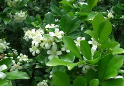 九里香什么时候长花苞
