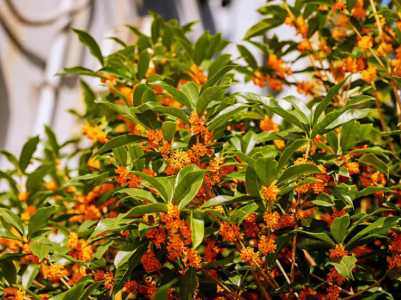 纯沙子土栽桂花树可以吗