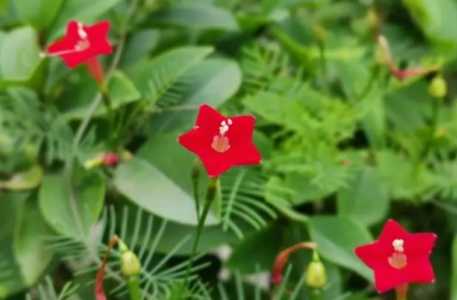 红星花适合家里养吗