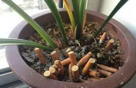 花盆里放烟灰有什么用