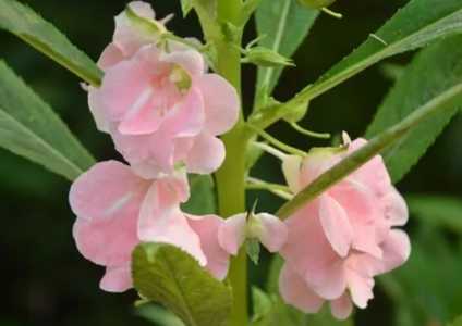 凤仙花适合几月栽种