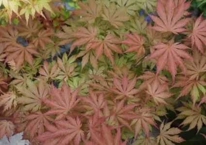 适合北方庭院种植的树木花卉