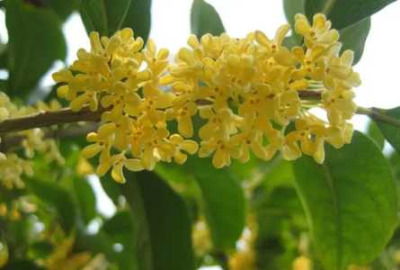 嫁接桂花什么季节最好