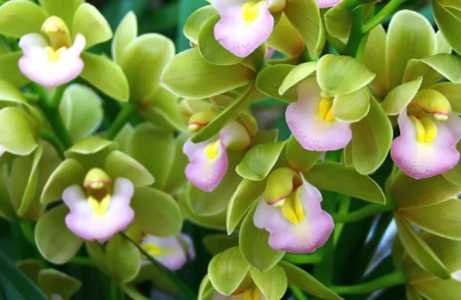 香兰花期怎么浇水