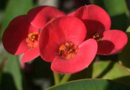 家里养虎刺梅花好不好 风水